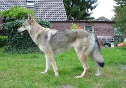 2 Zwerghasen 6Wo. zu verschenken