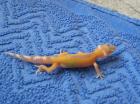 Leopardgecko Farbzuchten