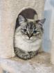 Deckkater Fury - Reinrassiger Dtsch Langhaar/German Angora sucht Damen