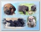 Molosser Dogge/ Mastiff/ dt. Saupacker