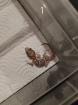 Paroedura picta Madagaskar Großkopfgecko Nachzuchten 25